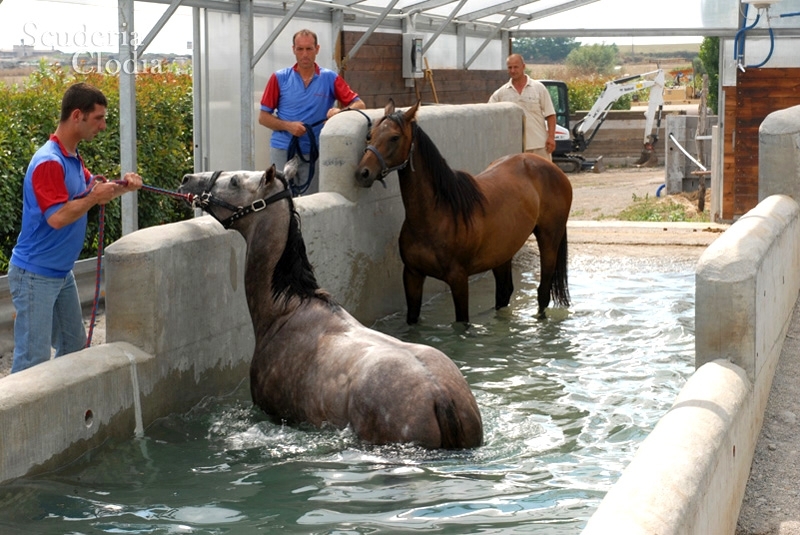 cavalli_in_piscina