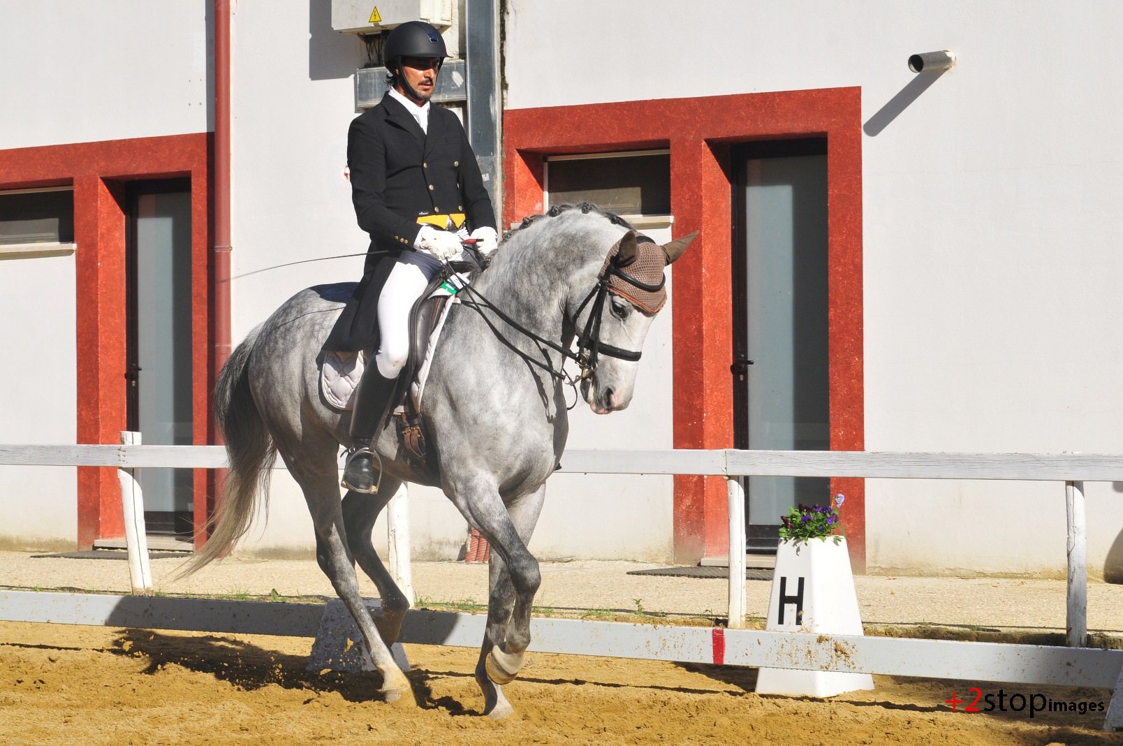 Dressage DSC 3131