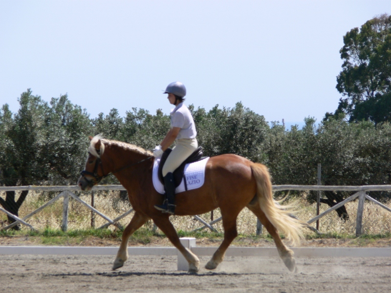 equiconfor_dressage