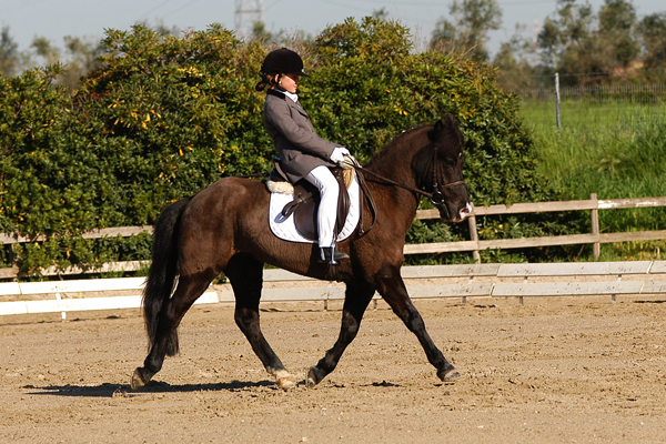 Dressage ludico